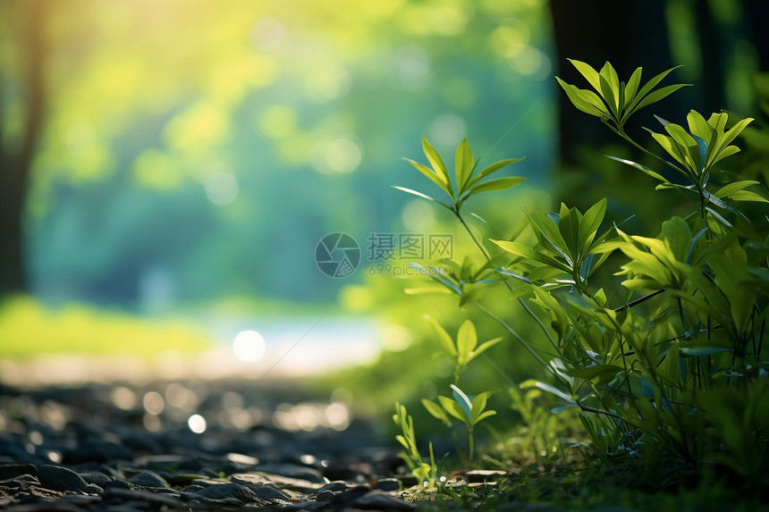 地上的小草图片