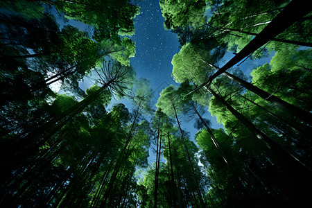天文星星空下的森林插画