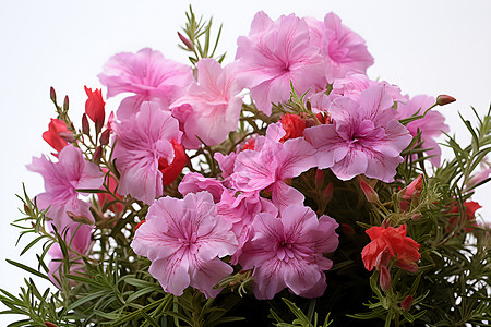 粉色的花束背景图片