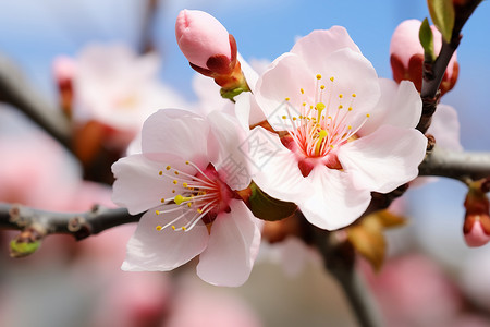 盛开的桃花背景图片