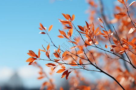 树枝上的红叶背景图片