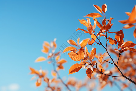 秋日蓝天下的红叶背景图片