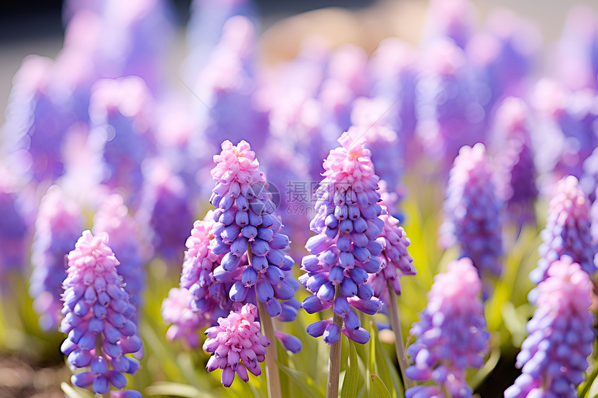紫色草株花卉图片