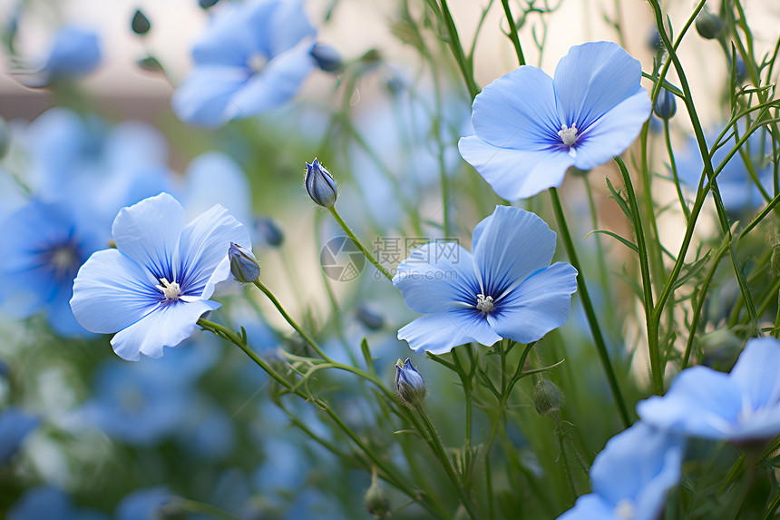 蓝色花束的宏观摄影图片