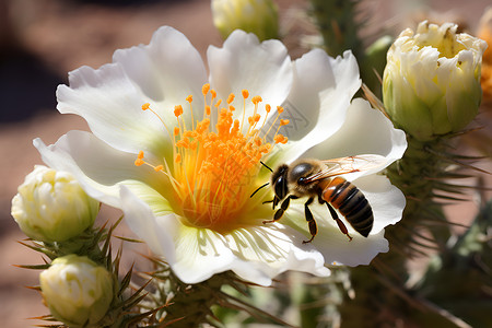 白花上的蜜蜂背景图片