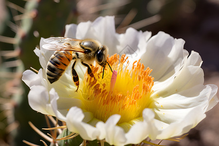 鲜花上的蜜蜂背景图片