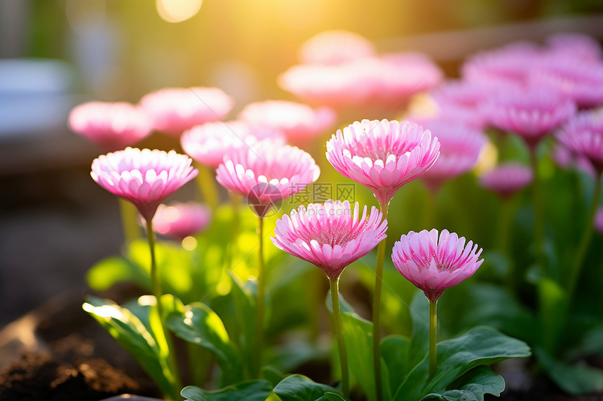 粉色鲜花盛开图片