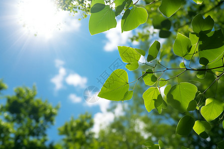 季节素材阳光穿过树叶背景
