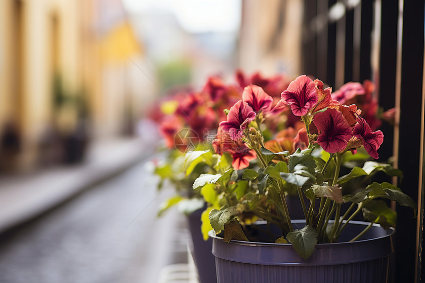 城市街道上的花盆图片
