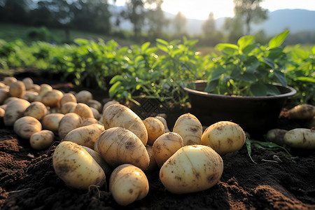 许多土豆绿色许多的高清图片