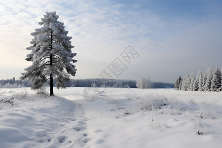 寒冬中的孤独树背景图片