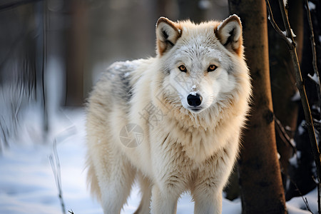 冬日风雪中的狼背景图片