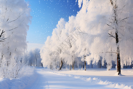 雪地中树木冬天雪地中的树背景