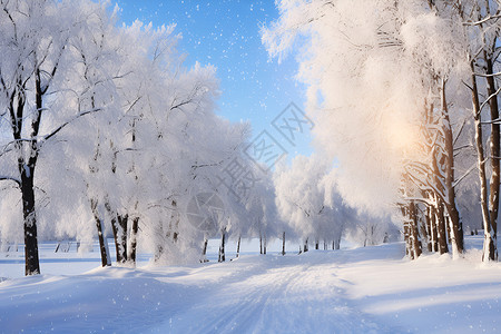 冬天的树林背景图片