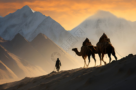 夕阳下的骆驼背景图片
