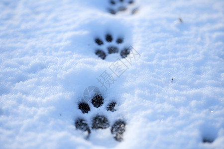 雪地中狗爪的痕迹背景图片