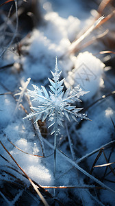 冬日草丛中的雪花背景图片