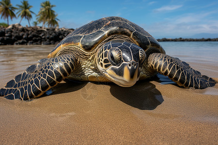 两栖的夏季海滩上的海龟背景