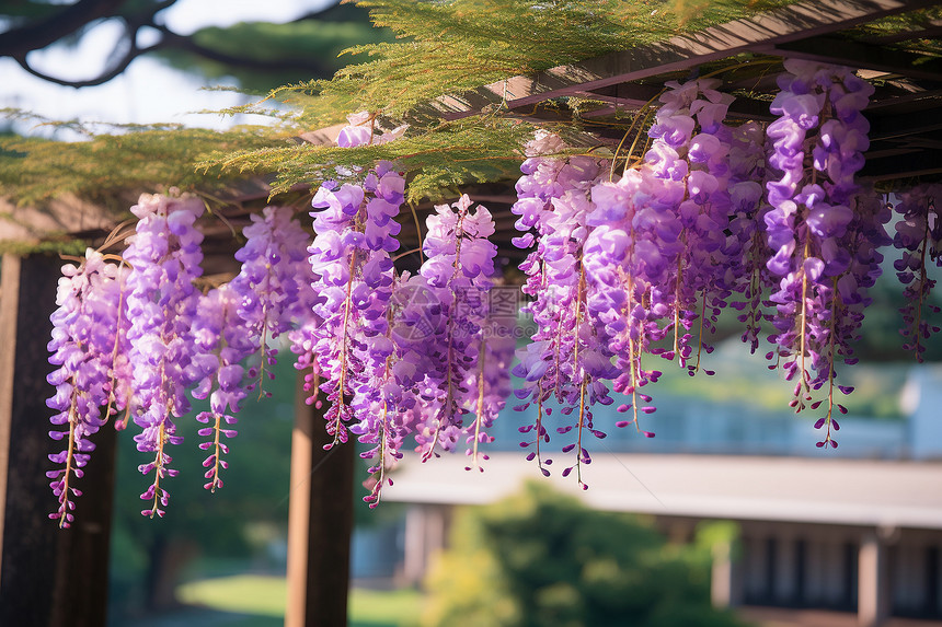 美丽绽放的紫色藤蔓花朵图片