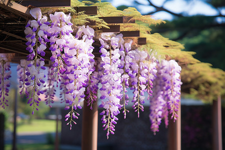 花园中绽放的紫色藤蔓花朵背景图片