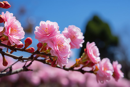 春季花园绽放的樱花花朵背景图片