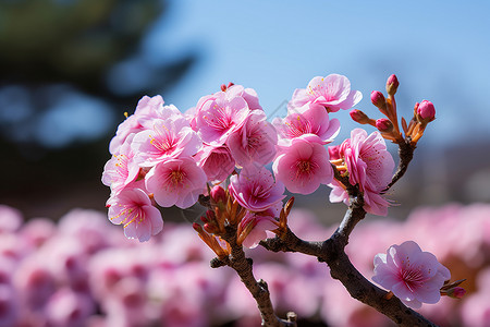 樱花绽放的美丽景观背景图片