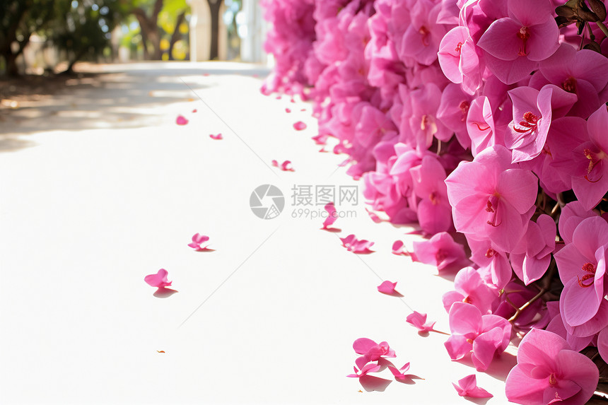 公园中美丽绽放的樱花花朵图片