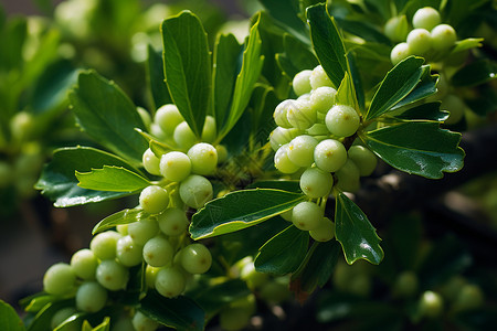 农业种植的浆果种植果园高清图片