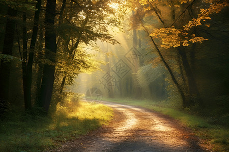森林中的林间小路背景图片