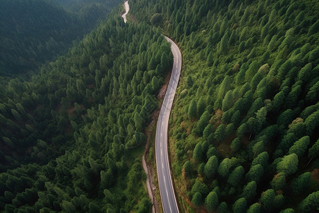 森林中蜿蜒的公路背景图片