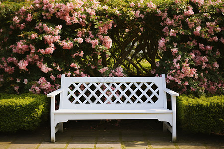 悠闲的庭园常春藤白色高清图片