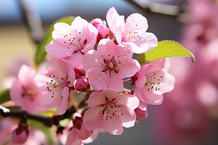 粉色花朵盛开的树枝背景图片