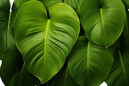 棕榈叶子翡翠绿的热带植物背景
