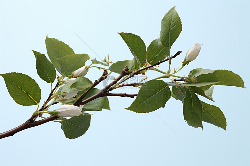 清新的花枝图片