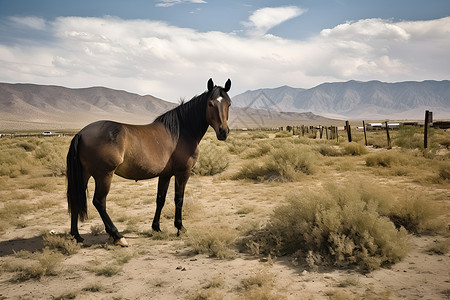牧场的马儿背景图片