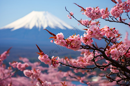 樱花和富士山背景图片