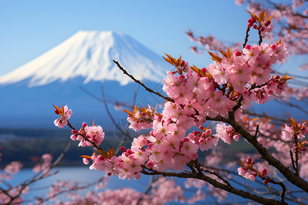 富士山下的樱花背景图片
