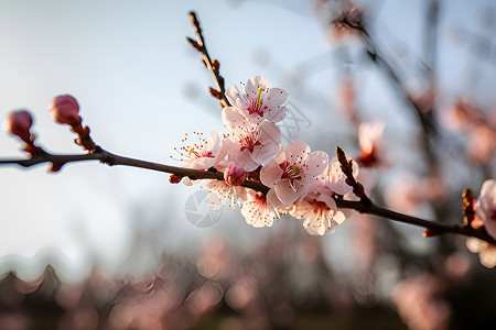 粉色的花朵背景图片