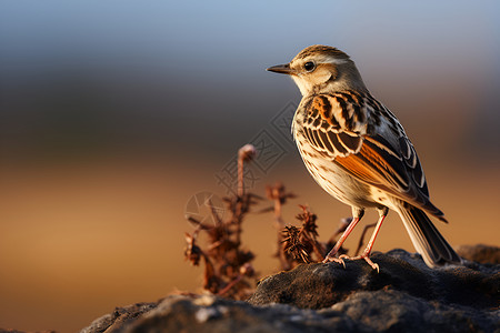 站立在岩石上的小鸟背景图片