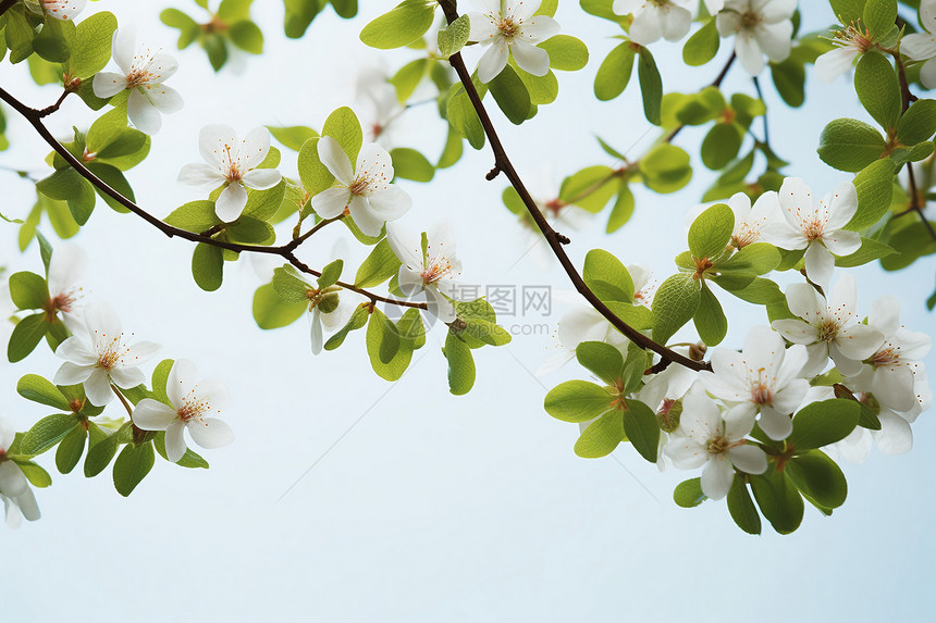 白花绿叶繁盛图片