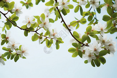 白花绿叶繁盛背景图片