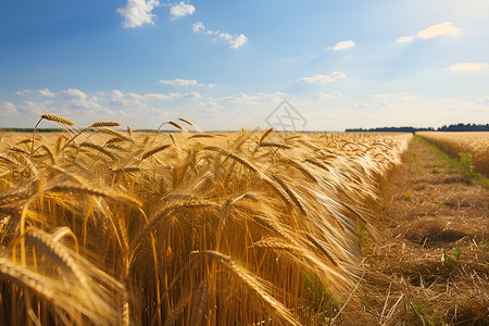 户外成熟的小麦背景图片