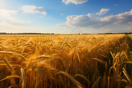 田地中金黄的小麦背景图片