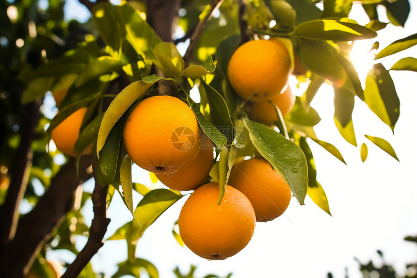 绿树上的橙子图片