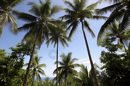 岛屿上的棕榈树背景图片