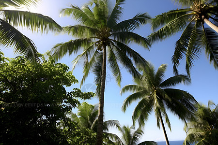蓝天下的棕榈树背景图片