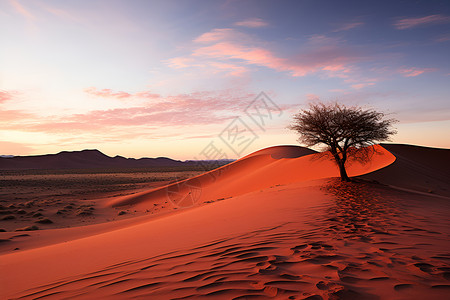 孤独树在沙漠中背景图片