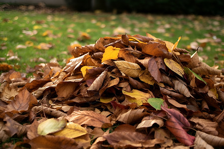 秋天里的落叶背景图片