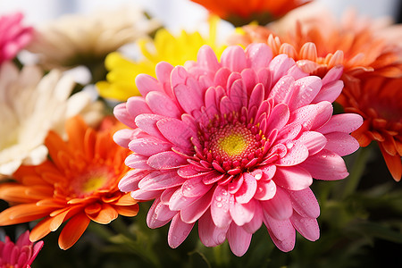 菊花束色彩斑斓的花束背景