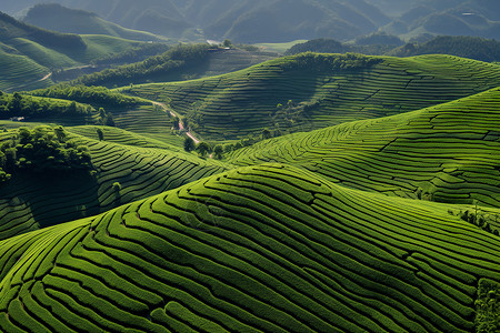 中皇山茶园中的绿色风景背景